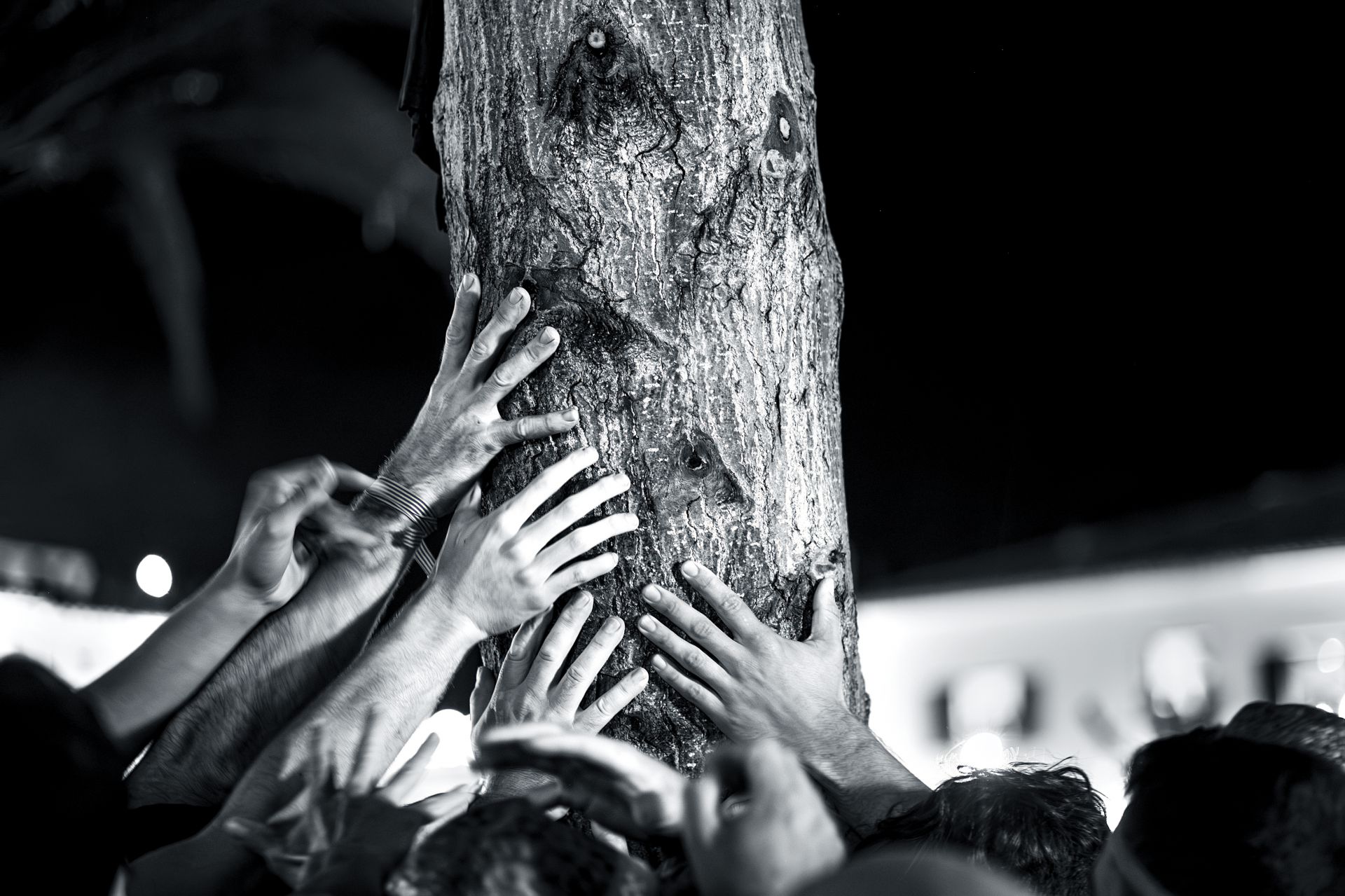 Hombres sujetando el tronco del árbol