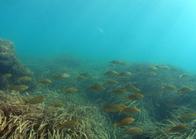 Buceando entre posidonia