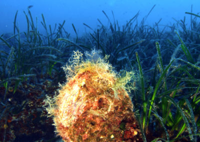 Buceando entre posidonia