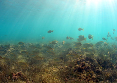 Buceando entre posidonia
