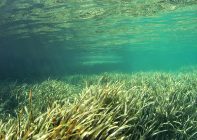 Buceando entre posidonia